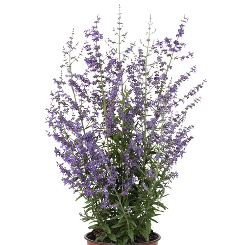 Jelena Russian Sage